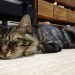 栗の季節ですね