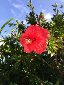 IMG_0819