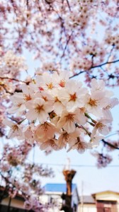 sakura