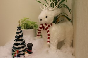 IMG_8931.jpg2