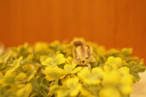 IMG_9651 (640x427)