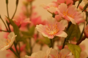 IMG_9698 (640x427)