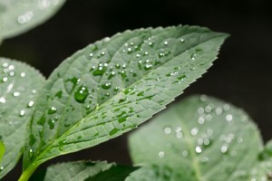 540x360x170629leaves-540x360_jpg_pagespeed_ic_zYkDcCAYgj