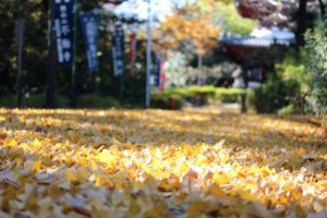 IMG_4925.jpg 2