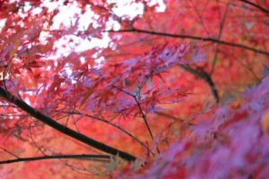 IMG_4926.jpg 3