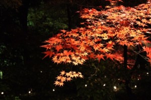 IMG_4937.jpg 4