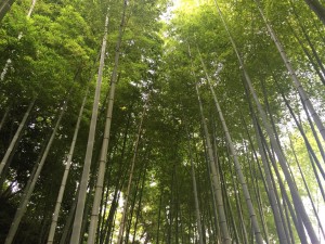 あじ3