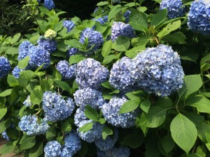 あじ2