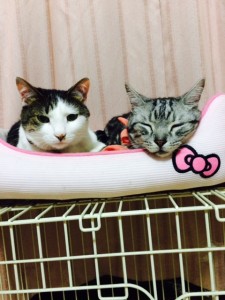 かわぐち