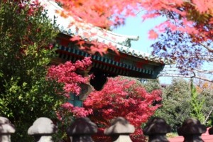 IMG_4888.jpg kishi4
