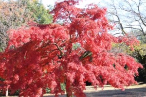 IMG_4901.jpg kishi6