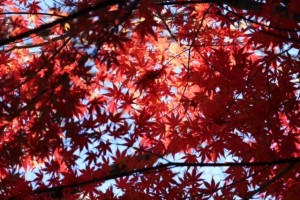 IMG_4927.jpg kishi 1