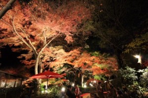 IMG_4940.jpg kishi2