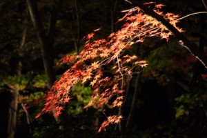 IMG_4951.jpg kishi3