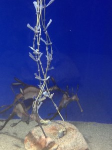 IMG_6482.jpg kishi