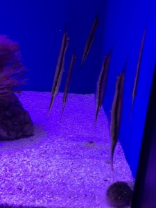 IMG_6483.jpg kishi2