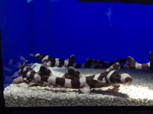 IMG_6485.jpg kishi3
