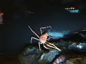 IMG_6487.jpg kishi4