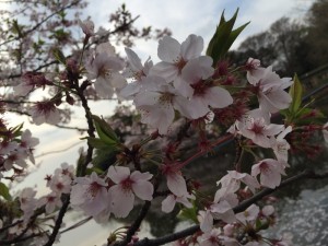 IMG_5343