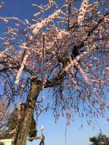 さ2