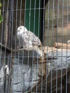 IMG_6705.jpg kishi2