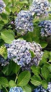 IMG_20160621_150508