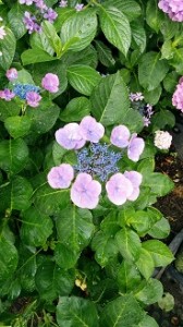 IMG_20160621_150735