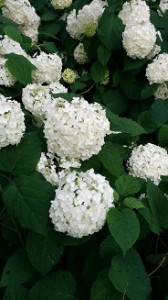 IMG_20160621_151153