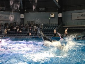 IMG_0534.jpg kishi1