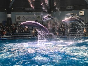 IMG_0536.jpg kishi2