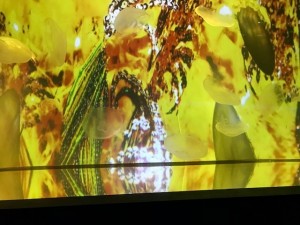 IMG_1455 (002).jpg kishi4