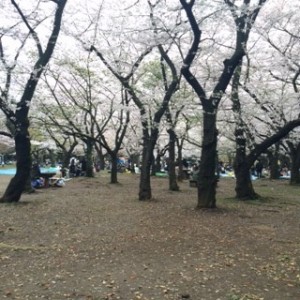 桜ぶ