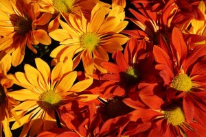 autumn-2906243__340