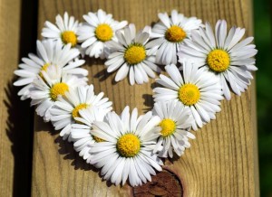 heart-2296841_960_720