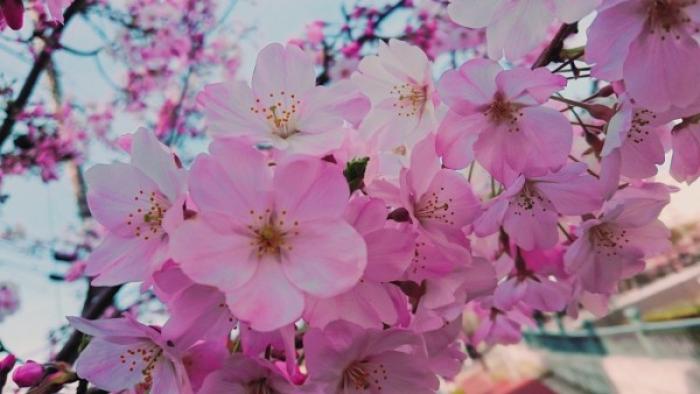 親子リンクコーデ   ～spring～