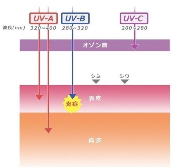 紫外線とは...？