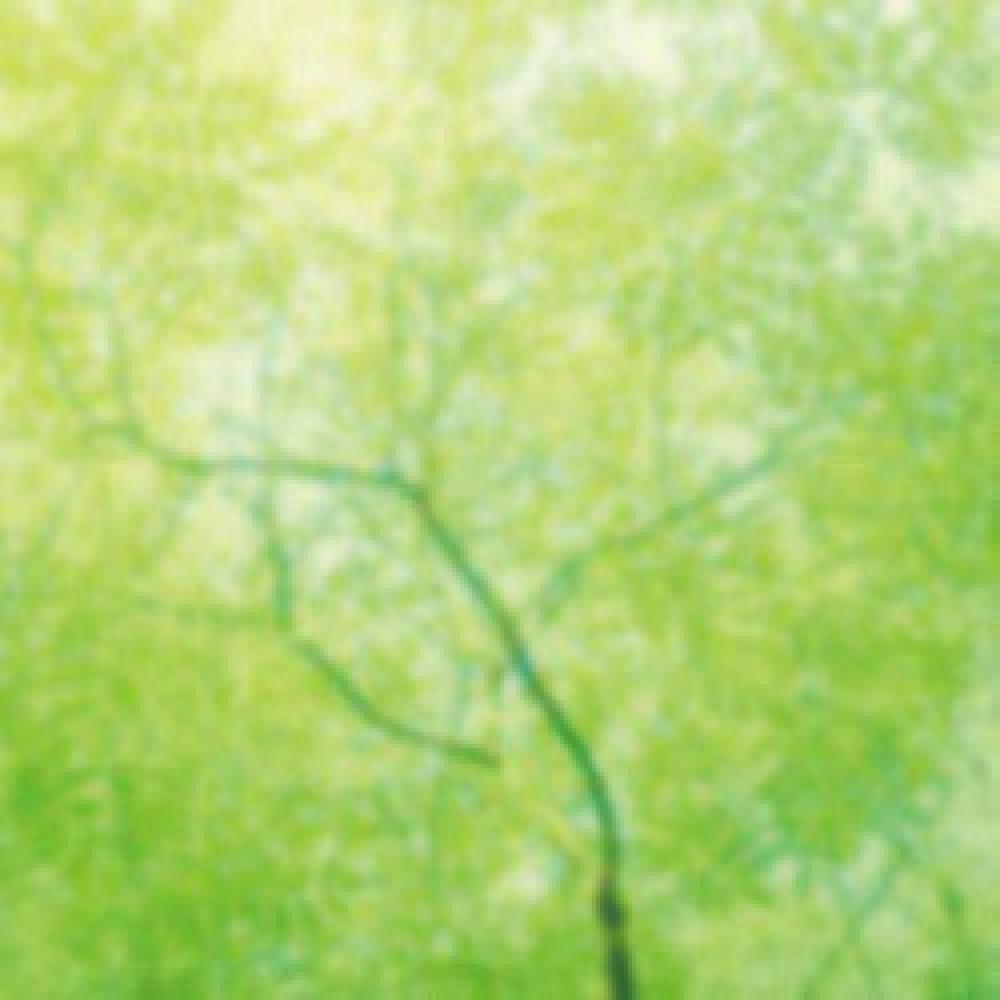 ILLUMINA FOREST