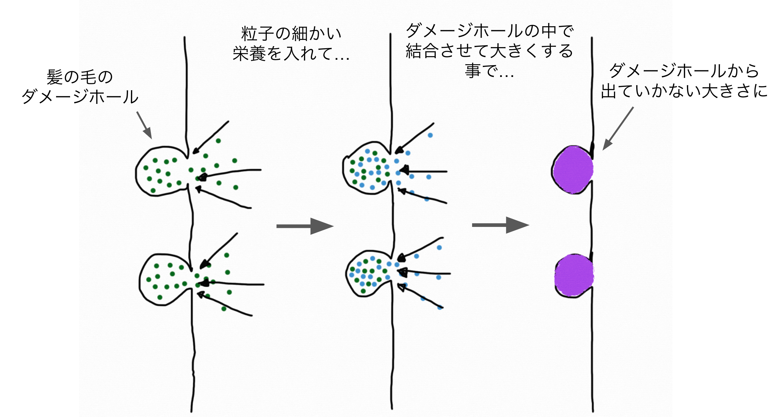 髪のダメージと【TOKIOインカラミトリートメント】の仕組み
