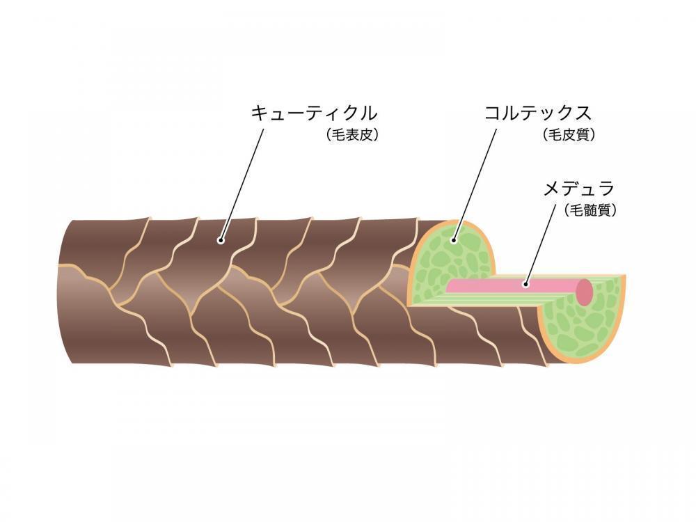 美容室トリートメントの原理ををわかりやすく説明!! 