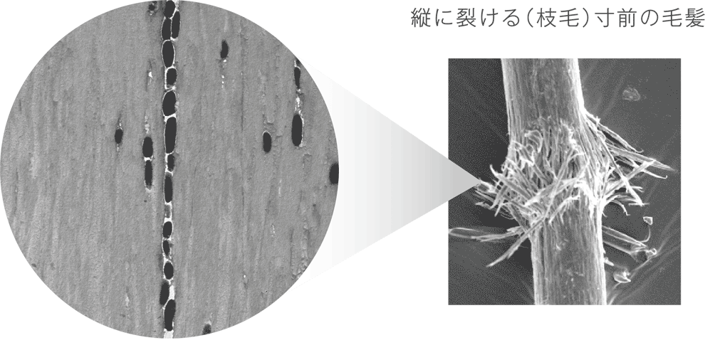 メラニンクラックが及ぼす毛髪への影響
