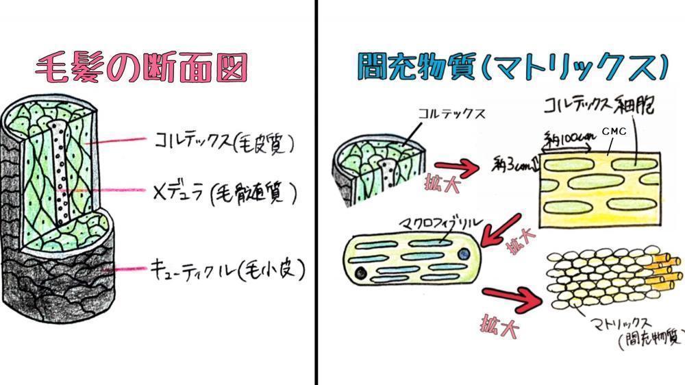 毛髪の基礎知識