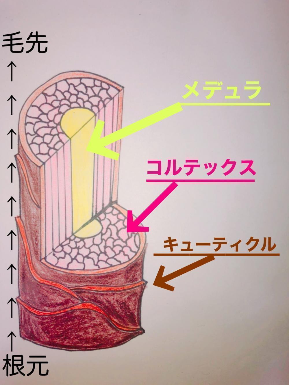 キューティクルとは