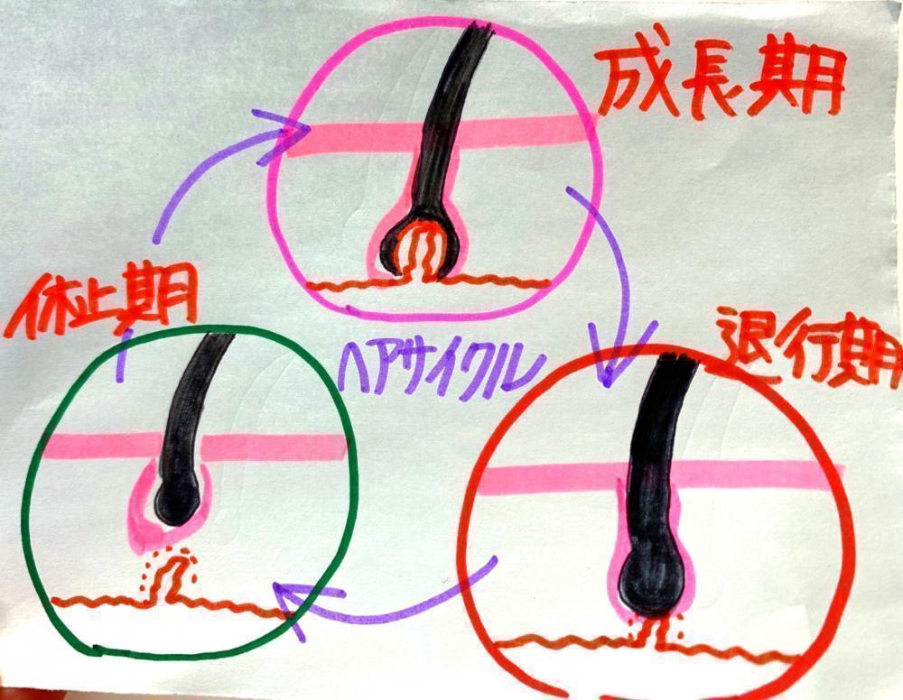 薄毛・抜け毛の原因②ヘアサイクル(毛周期)の乱れ