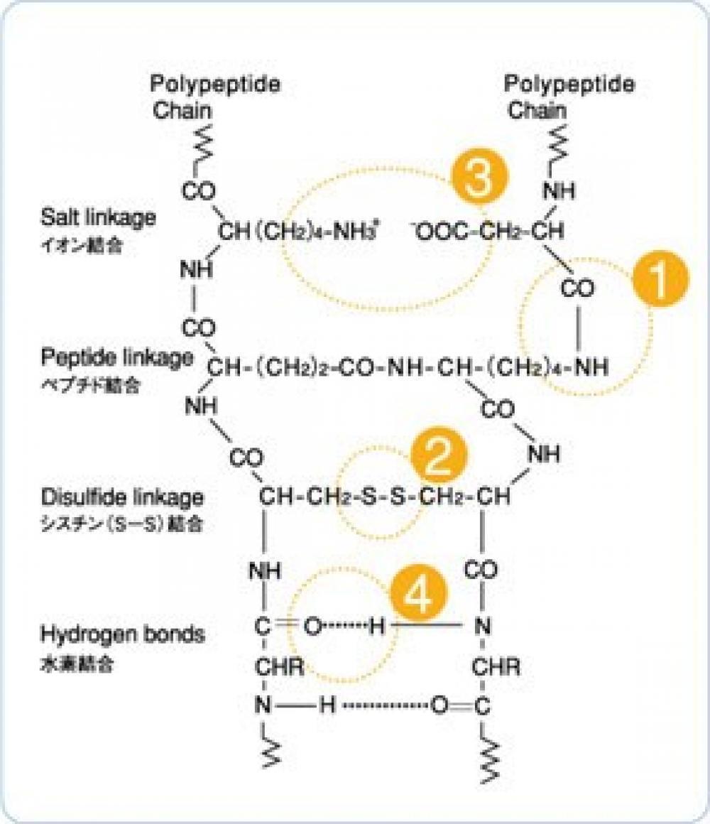 髪の毛の4つの結合