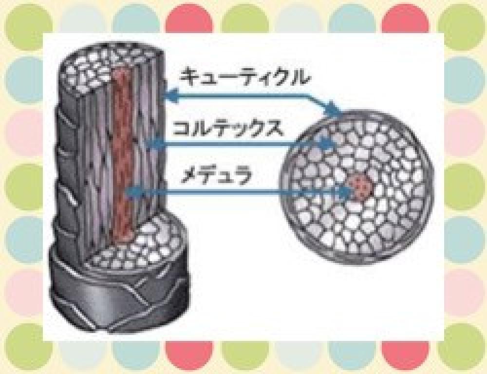 くせ毛の要因②