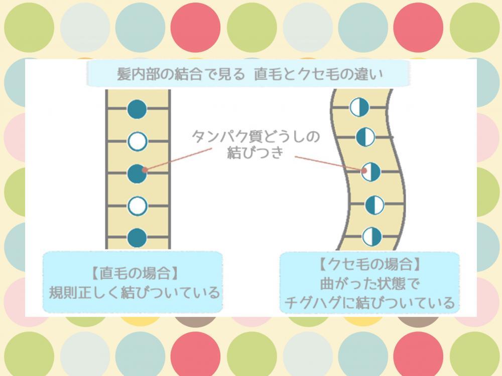くせ毛の要因①