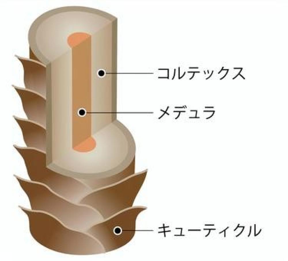 髪の毛の構造とメラニンについて