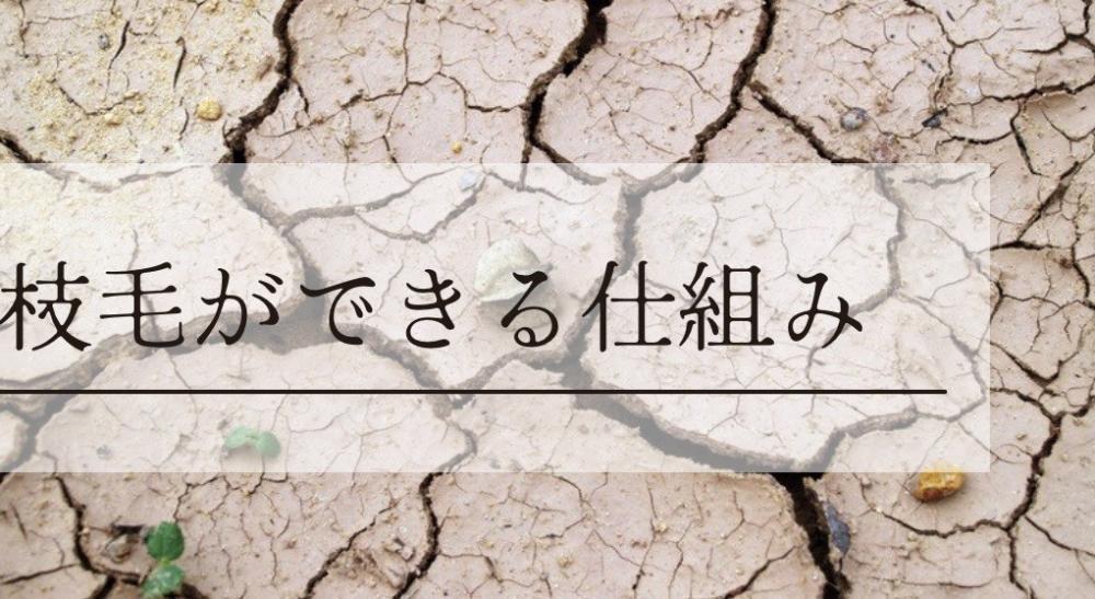 枝毛ができる仕組み