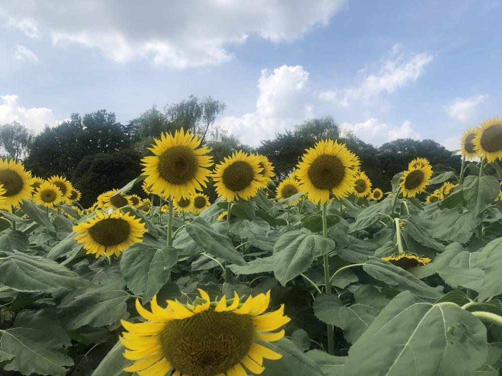 髪も日焼けしちゃうんです！！！夏の紫外線に負けないヘアケア！おすすめアイテム！