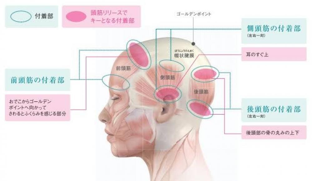頭筋リリーススパは従来のヘッドスパと何が違うの？